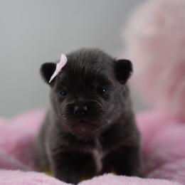 Daki - Blue female Pomeranian puppy in Louisville, Kentucky from NaruPoms
