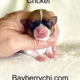 CRICKET - Sable spotted white male Chihuahua puppy in Richmond, Virginia from Bayberry Chihuahuas