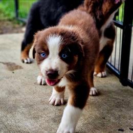 Ms. July - Red tri-color female Australian Shepherd puppy in Silex, Missouri from Small Town Australian Shepherds