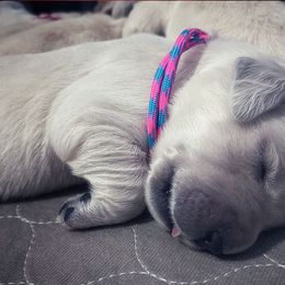 Golden Retriever Puppies from Sleepy Morning Goldens