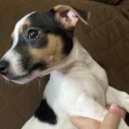Baron Remuer ‘Remi’ - Jack Russell Terrier puppy from Royal Russells Ranch