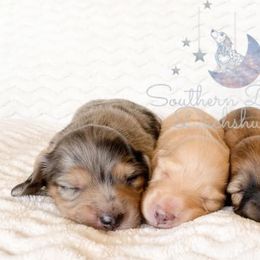 Dachshunds from Belridge Dachshunds