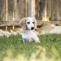 Casper - Dachshund