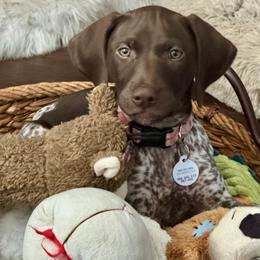 German Shorthaired Pointer Puppies from Tipsy Rabbit GSP TopDog Kennel