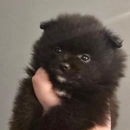 Blue parti girl - Blue parti female Pomeranian puppy in Bloomingdale, New Jersey from Bella Luna Pomeranians