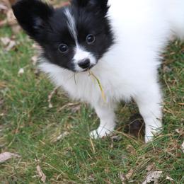Girl 2 - White and black Papillon puppy in Jackson, Michigan from EJM Papillons