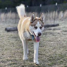 Ace - Siberian Husky