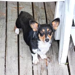 Willow - Black and tan female American Corgi puppy in Waskom, Texas from Piney Woods Corgis