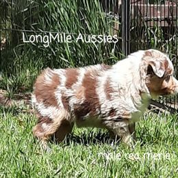 Miniature Australian Shepherd Puppies from LongMile Aussies