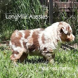Miniature Australian Shepherd Puppies from LongMile Aussies