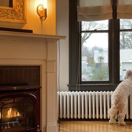 Goldendoodle All Grown Up from Esmé Doodles