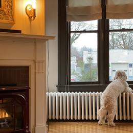 Goldendoodle All Grown Up from Esmé Doodles