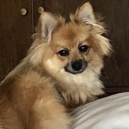 Pomeranians from Roxanne Lynch