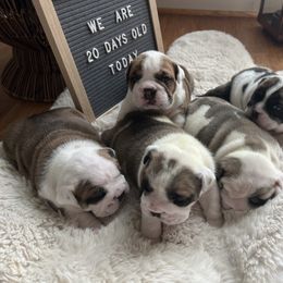 Bulldog Puppies from Sweet Rolls