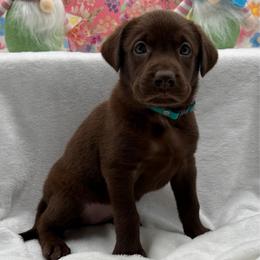Teal - Chocolate female Labrador Retriever puppy in Heath Springs, South Carolina from Rich Hill Retrievers