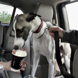 Whippet Puppies from Hertzog  Whippets