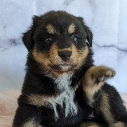 Australian Shepherd and Pomeranian Puppies from Sandy Aussie's