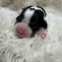 Gwenevere - Tri-color female Cavalier King Charles Spaniel puppy in Anaheim Hills, California from Coulombe Puppy’s