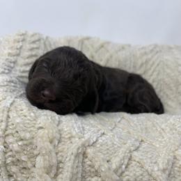 Lulu - Chocolate female Goldendoodle puppy in Calhoun, Georgia from FamilyLoved Doodles