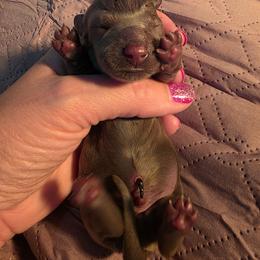 Blue boy - Blue and tan male Dachshund puppy in West Plains, Missouri from Spring Creek Dachshunds