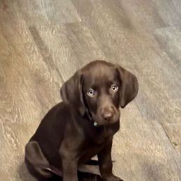 Blue - Chocolate Labrador Retriever puppy in Tabernacle, New Jersey from Glenn Farm Retrievers