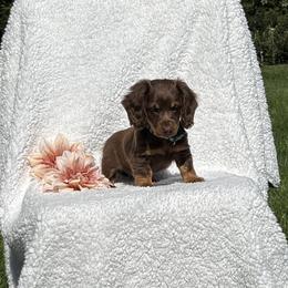 Mason - Chocolate male Dachshund puppy in Terre Hill, Pennsylvania from Pine Grove Dachshund