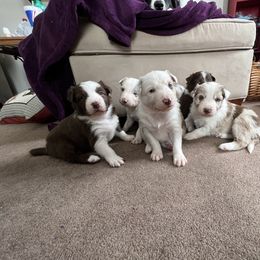 Border Collie Puppies from Pineview Farm
