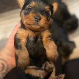 Yorkshire Terriers from Lopez Yorks