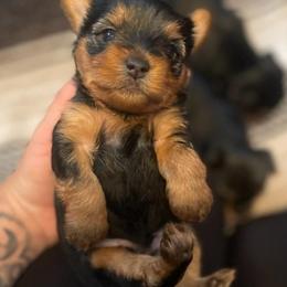 Yorkshire Terriers from Lopez Yorks