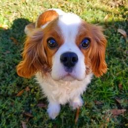 Cavalier King Charles Spaniel All Grown Up from Royal Flush Cavaliers