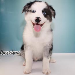 Bi Blue Merle 1 Long tail 2 blue eyes - Blue merle male Miniature Australian Shepherd puppy in Pinehurst, Texas from Aussie Amor