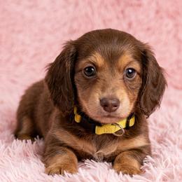 Carmen - Chocolate and tan female Dachshund puppy in Austin, Texas from Glorious Minis