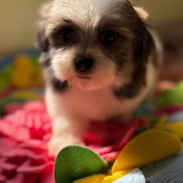 Brittany - Tricolor female Shih Tzu puppy in Stafford, Virginia from Bayview Pups