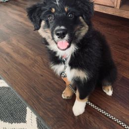 Australian Shepherd Puppies from Sweets' Cattle Co and Australian Shepherds