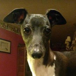 Greyhounds and Italian Greyhounds from Supernova Sighthounds