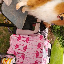 Bonita - Collie