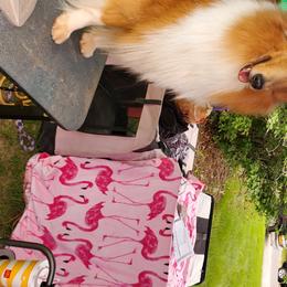 Bonita - Collie