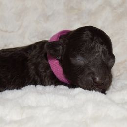 Girl 2 - Poodle puppy in Miami Dade County, Florida from RoyalPaws_Miami