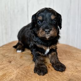 David - Black tri-color male Assorted Doodle Crosses puppy in Arlington, Washington from Doodle Love Laugh