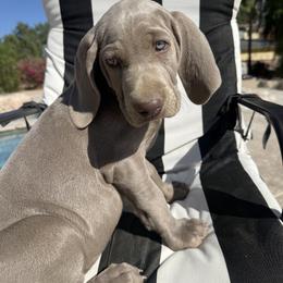 Weimaraner Puppies from Kennedy Weimaraners