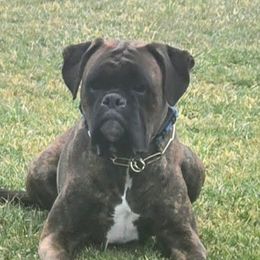 Dante - Boxer