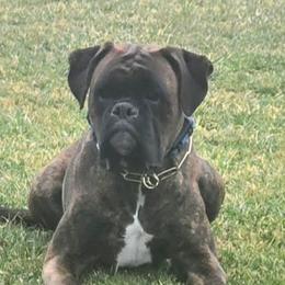 Dante - Boxer