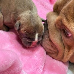 Boy 2 - Chocolate tri-color male Bulldog puppy in Norco, California from Alizah Bulldogs