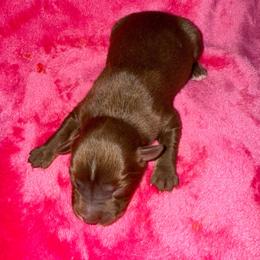 Regan - Red tri female Miniature Australian Shepherd puppy in Godley, Texas from Bradley Kennels