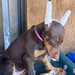 Girl 1 - Red and rust female Doberman Pinscher puppy in Santa Clarita, California from Riviera Dobermans