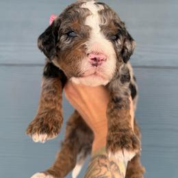 Cash - Blue merle male Bernedoodle puppy in Fortuna, California from Dalton Poodles and Doodles