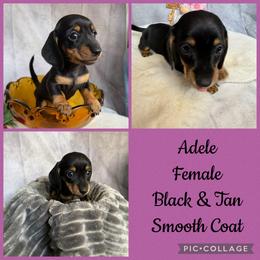 Adele - Black and tan female Dachshund puppy in Lakeland, Florida from Cynthia’s Royal Dachshunds