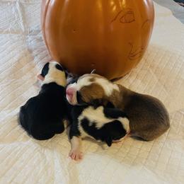 Tippy - Black and tan female Pembroke Welsh Corgi puppy in Griffin, Georgia from Rollnoaks & Cottontail AKC Pembroke Welsh Corgis