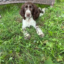 Earl - Liver and white male English Springer Spaniel puppy in Rogers, Ohio from StoneyBrook Setters