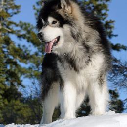 Alaskan Malamute All Grown Up from Snowlion Alaskan Malamutes